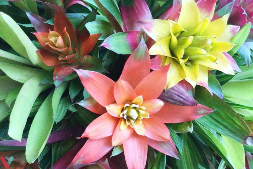 Bromeliads