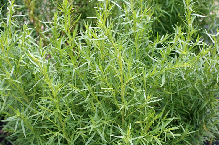 گیاه خوراکی