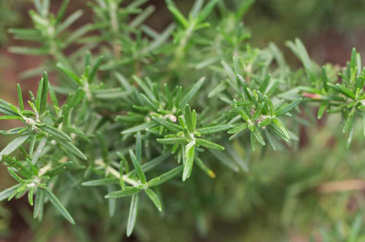 گیاه خوراکی