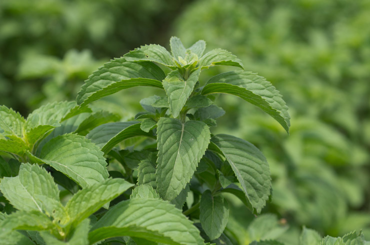 گیاه خوراکی