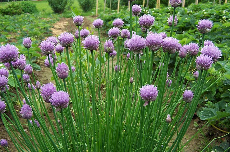گیاه خوراکی