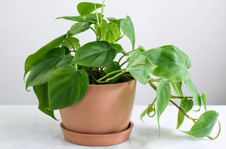 گیاه فیلودندرون