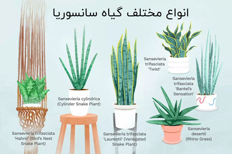 گیاه سانسوریا