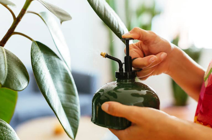 بهترین زمان برای آبیاری گیاهان در تابستان