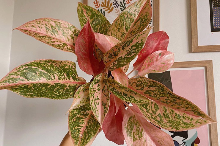 محبوب ترین گیاهان آپارتمانی