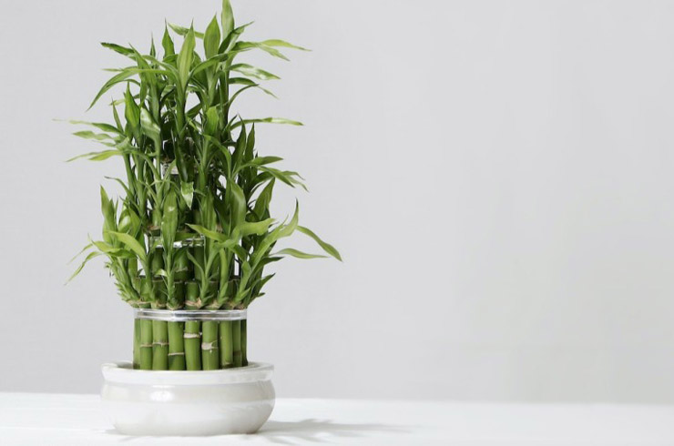 محبوب ترین گیاهان آپارتمانی