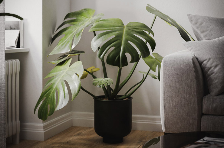 محبوب ترین گیاهان آپارتمانی