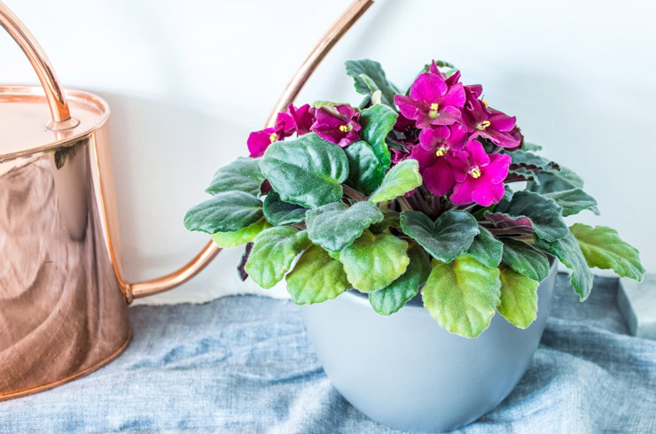 محبوب ترین گیاهان آپارتمانی