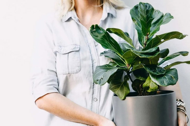 محبوب ترین گیاهان آپارتمانی