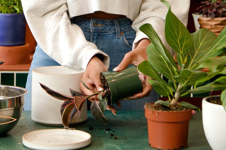 نحوه عوض کردن گلدان