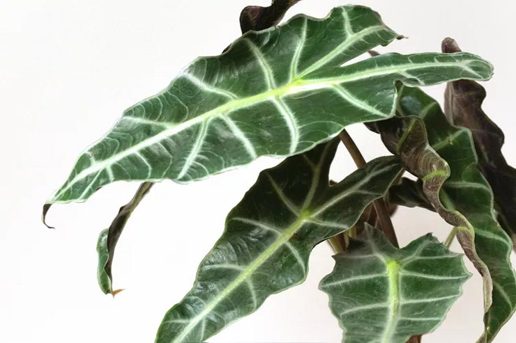گیاهان سمی برای سگها