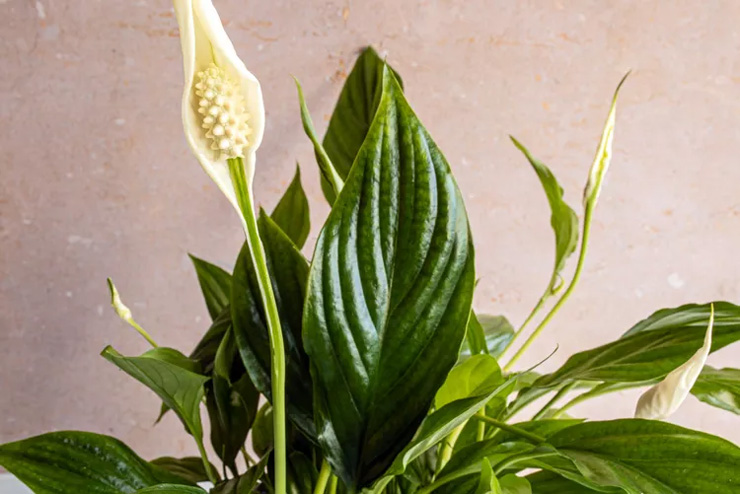 گیاهان سمی برای سگها