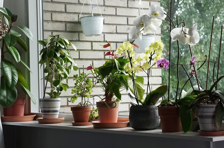 آمادهسازی گیاهان آپارتمانی برای پاییز